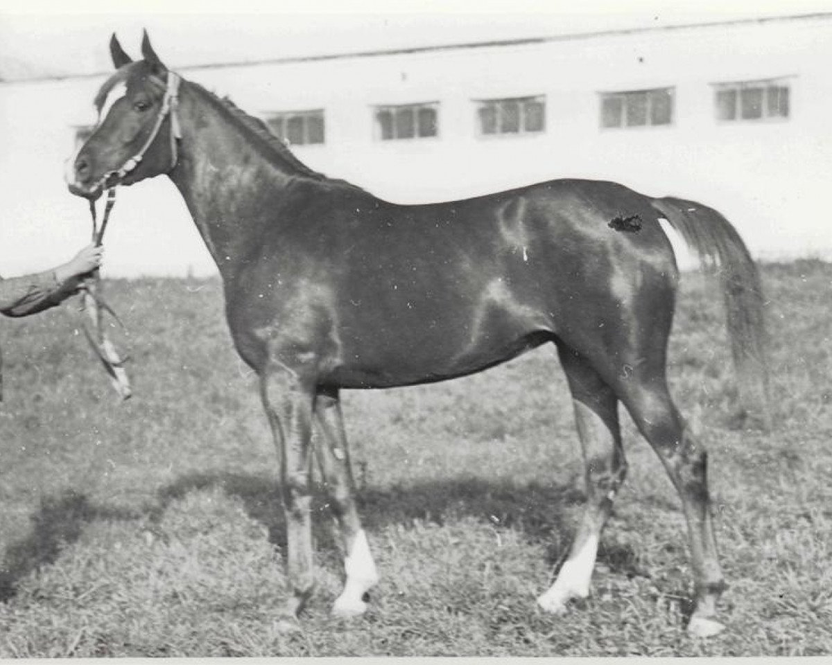 broodmare Nevolnitza ox (Arabian purebred, 1968, from Aswan 1958 EAO)