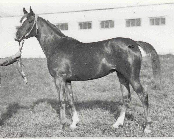 broodmare Nevolnitza ox (Arabian thoroughbred, 1968, from Aswan 1958 EAO)