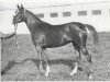 broodmare Nevolnitza ox (Arabian thoroughbred, 1968, from Aswan 1958 EAO)