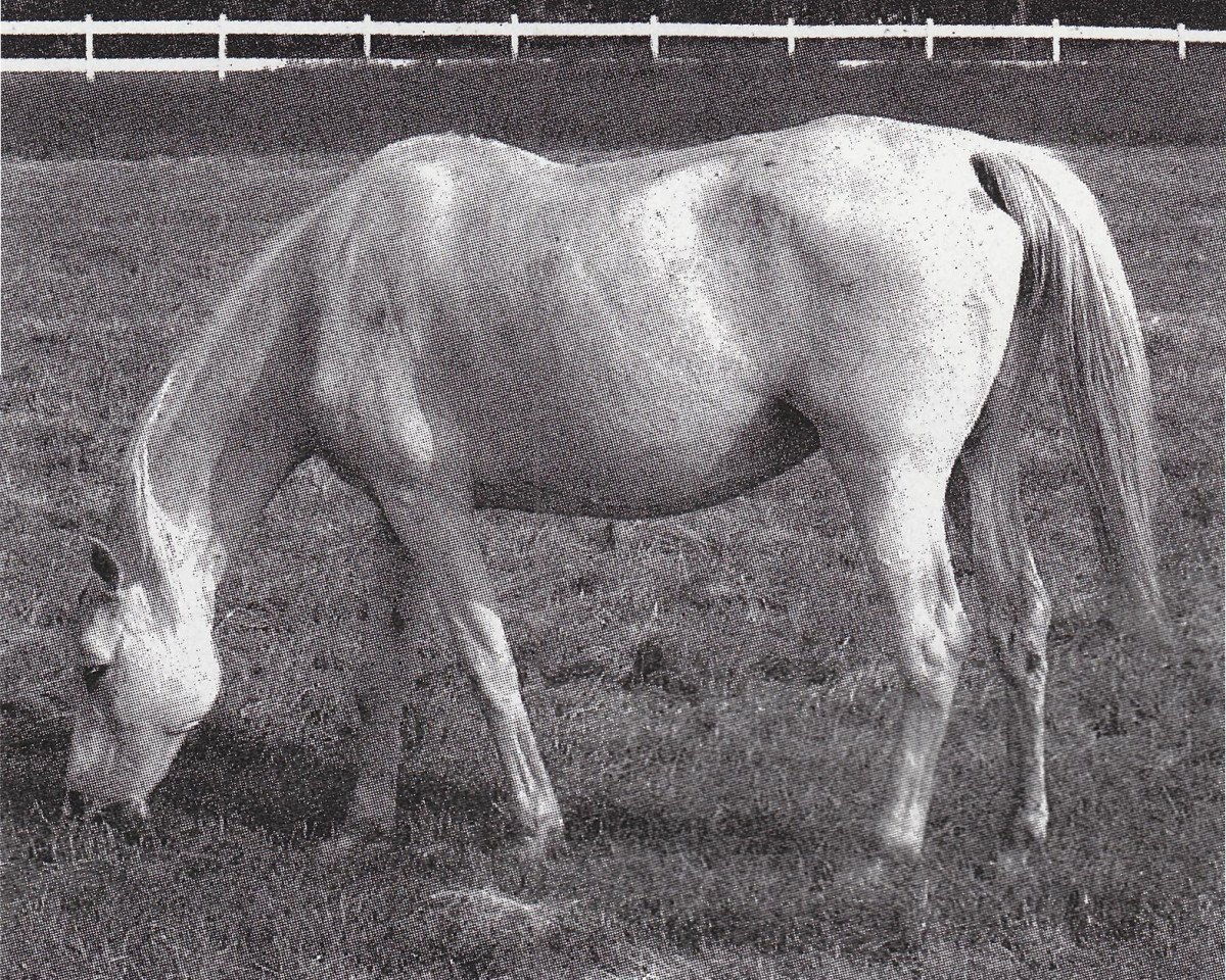 broodmare Napersnitsa 1962 ox (Arabian purebred, 1962, from Pomeranets 1952 ox)