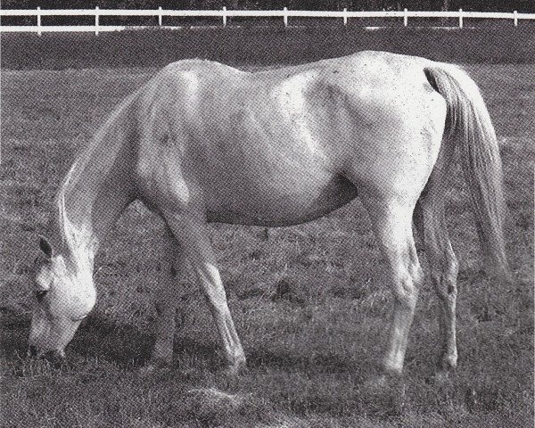 broodmare Napersnitsa 1962 ox (Arabian thoroughbred, 1962, from Pomeranets 1952 ox)