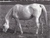 broodmare Napersnitsa 1962 ox (Arabian thoroughbred, 1962, from Pomeranets 1952 ox)