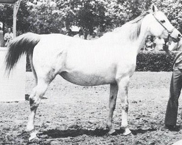 broodmare Nasturcia 1970 ox (Arabian thoroughbred, 1970, from Aswan 1958 EAO)