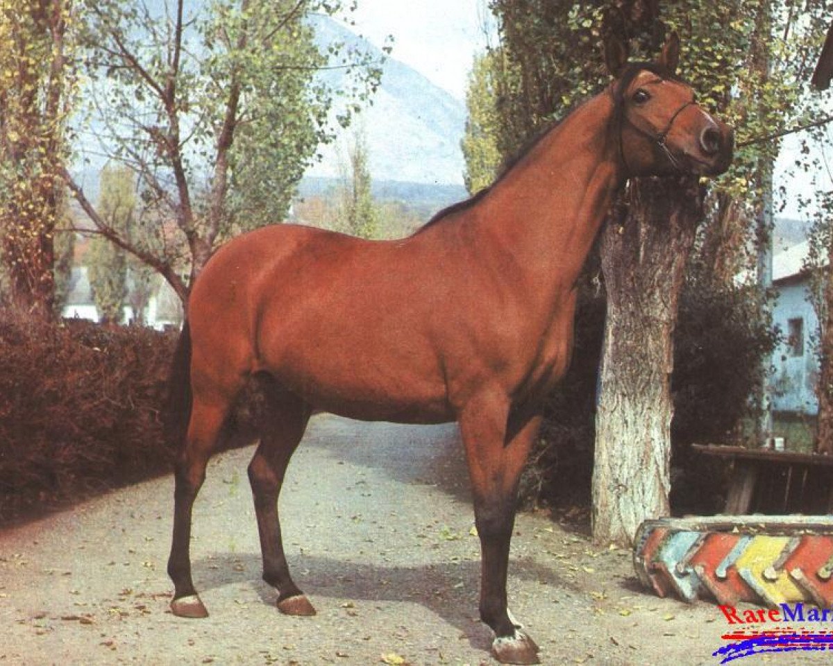 broodmare Nutria 1976 ox (Arabian purebred, 1976, from Topol 1958 ox)