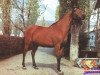 broodmare Nutria 1976 ox (Arabian thoroughbred, 1976, from Topol 1958 ox)