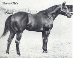 stallion Three Oh's (Quarter Horse, 1966, from Three Chicks)