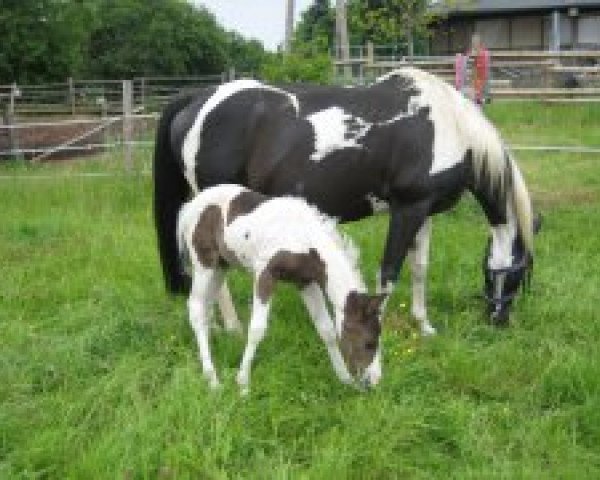 Zuchtstute Expressive Sugar Bee (Paint Horse, 1997, von Mr Expresso)