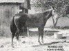 Deckhengst Rondo Joe (Quarter Horse, 1935, von Grano De Oro)