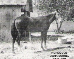 stallion Rondo Joe (Quarter Horse, 1935, from Grano De Oro)