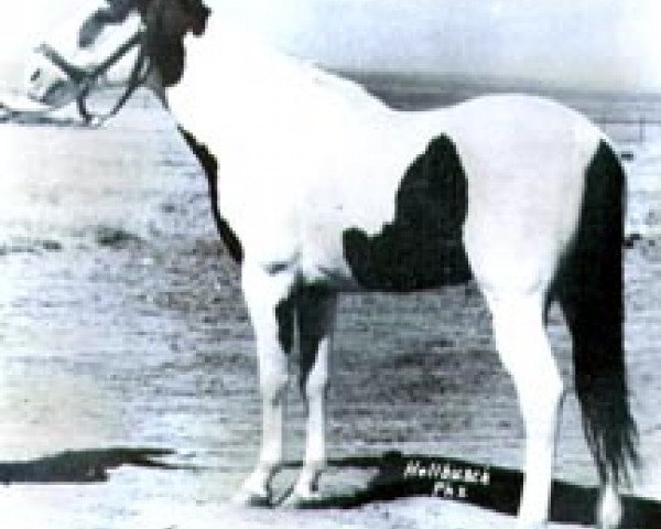 stallion Painted Joe (Paint Horse, 1939, from Rondo Joe)