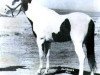 Deckhengst Painted Joe (Paint Horse, 1939, von Rondo Joe)