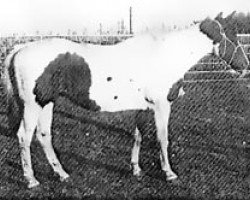 Zuchtstute Babette (Paint Horse, 1944, von Painted Joe)