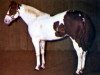 Deckhengst Painted Jewel (Paint Horse, 1964, von Jet Dial)