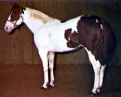 Deckhengst Painted Jewel (Paint Horse, 1964, von Jet Dial)