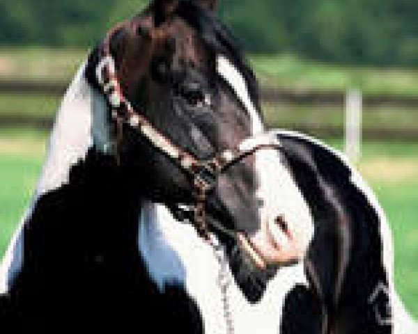 stallion Mr Expresso (Paint Horse, 1990, from Aj's Dial a Jewel)