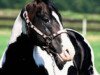 stallion Mr Expresso (Paint Horse, 1990, from Aj's Dial a Jewel)