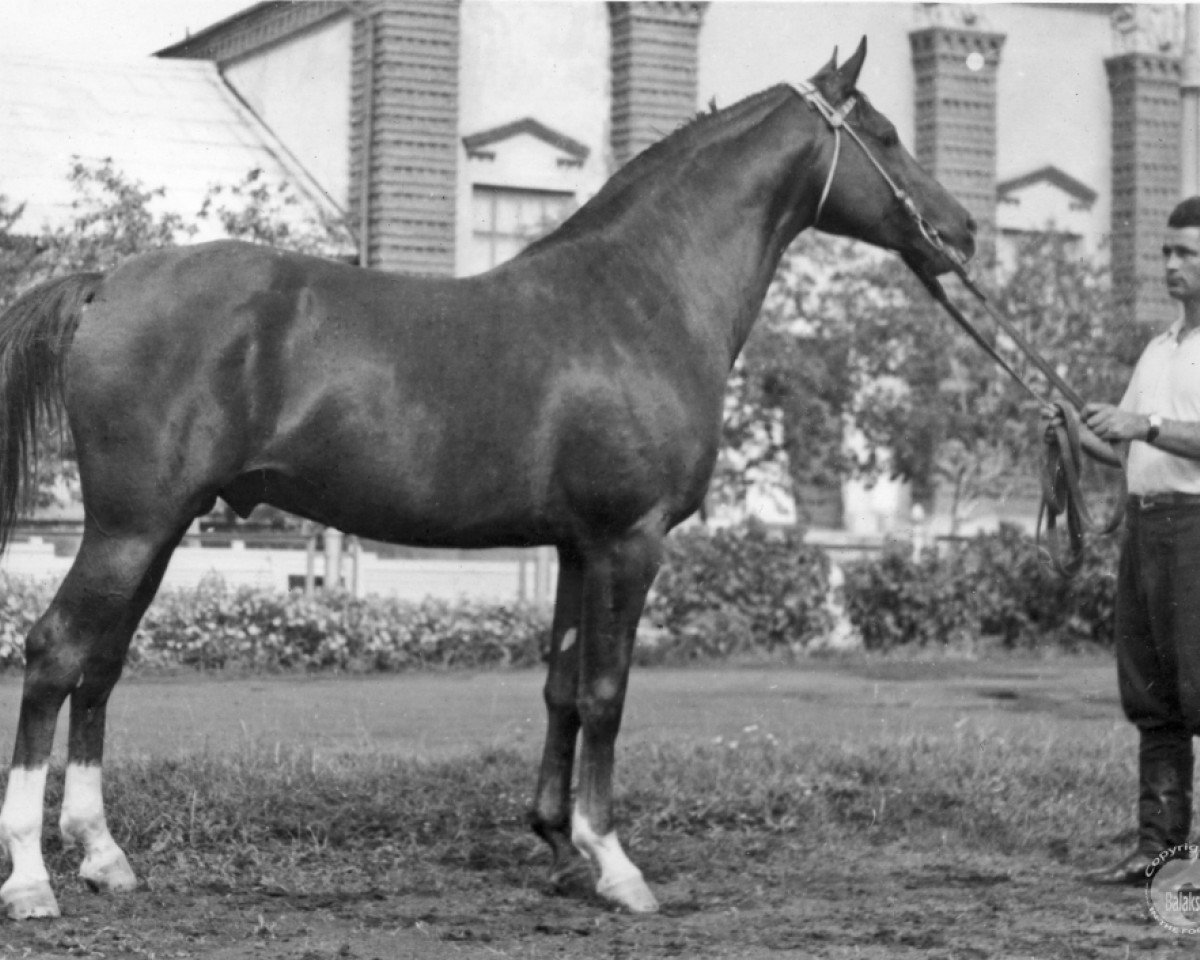 stallion Knippel 1954 ox (Arabian purebred, 1954, from Korej 1939 ox)