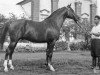 stallion Knippel 1954 ox (Arabian thoroughbred, 1954, from Korej 1939 ox)