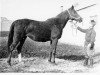 broodmare Florencia 1936 ox (Arabian thoroughbred, 1936, from Faris ox)