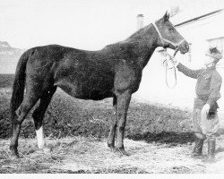 broodmare Florencia 1936 ox (Arabian thoroughbred, 1936, from Faris ox)