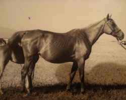 broodmare Parfumeria 1945 ox (Arabian thoroughbred, 1945, from Piolun 1934 ox)