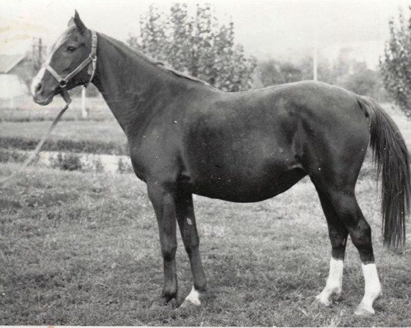 broodmare Pika 1962 ox (Arabian thoroughbred, 1962, from Knippel 1954 ox)