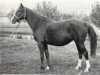 broodmare Pika 1962 ox (Arabian thoroughbred, 1962, from Knippel 1954 ox)