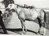 broodmare Patriotka ox (Arabian thoroughbred, 1972, from Aswan 1958 EAO)