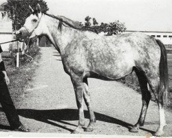 broodmare Patriotka ox (Arabian thoroughbred, 1972, from Aswan 1958 EAO)