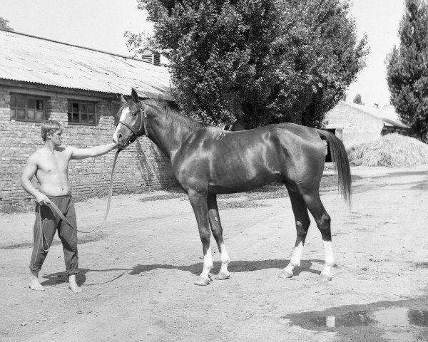 stallion Aspect 1981 ox (Arabian thoroughbred, 1981, from Naftalin 1977 ox)