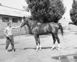 stallion Aspect 1981 ox (Arabian thoroughbred, 1981, from Naftalin 1977 ox)