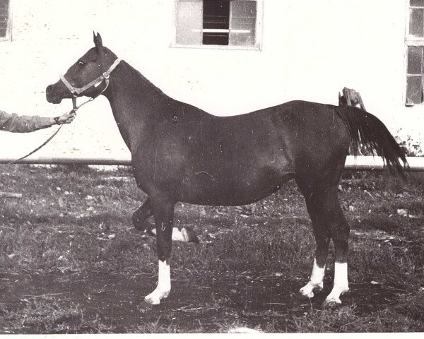 broodmare Simpatika 1971 ox (Arabian thoroughbred, 1971, from Pomeranets 1952 ox)
