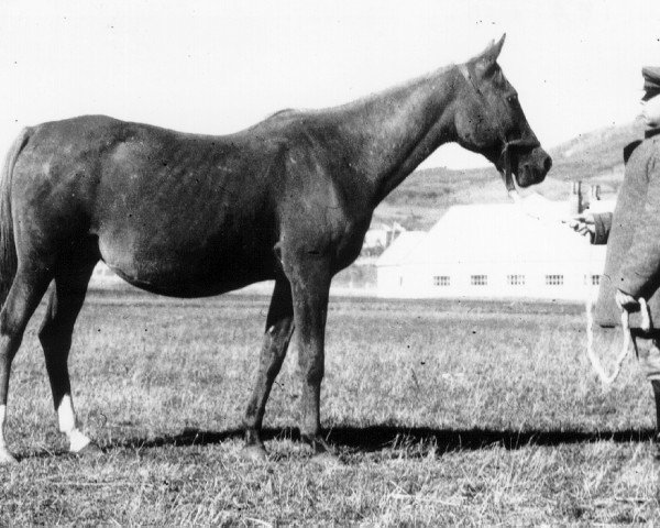 Zuchtstute Krucica ox (Vollblutaraber, 1929, von Farys II ox)