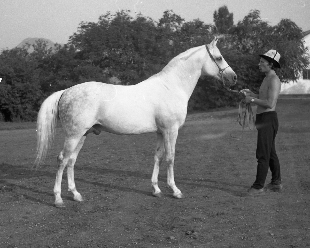 stallion Moment 1969 ox (Arabian purebred, 1969, from Salon 1959 ox)