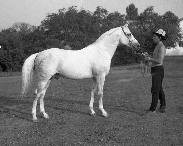 stallion Moment 1969 ox (Arabian thoroughbred, 1969, from Salon 1959 ox)