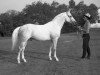 stallion Moment 1969 ox (Arabian thoroughbred, 1969, from Salon 1959 ox)