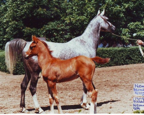 broodmare Nema ox (Arabian thoroughbred, 1980, from Moment 1969 ox)