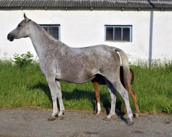 broodmare Nagruzka 1995 ox (Arabian thoroughbred, 1995, from Gusar 1984 ox)