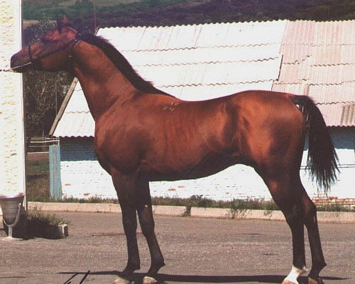 stallion Gusar 1984 ox (Arabian purebred, 1984, from Menes 1977 ox)