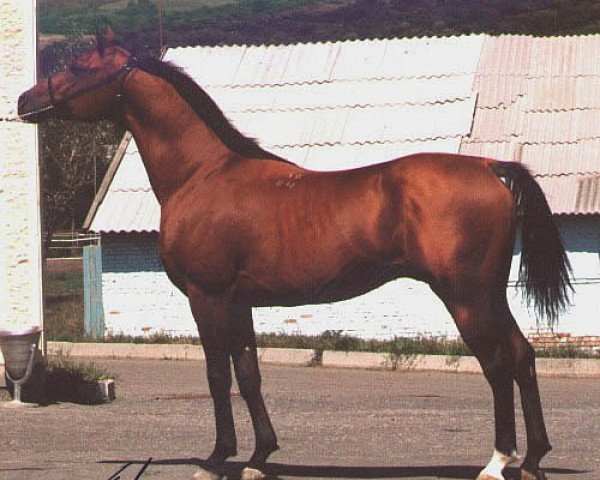 stallion Gusar 1984 ox (Arabian thoroughbred, 1984, from Menes 1977 ox)