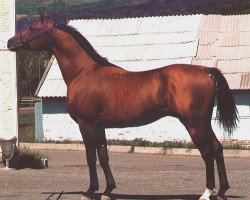 stallion Gusar 1984 ox (Arabian thoroughbred, 1984, from Menes 1977 ox)