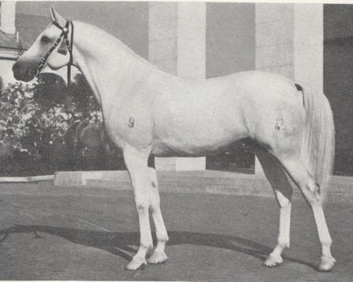 Deckhengst Negatiw 1945 ox (Vollblutaraber, 1945, von Naseem 1922 ox)