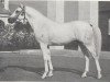 stallion Negatiw 1945 ox (Arabian thoroughbred, 1945, from Naseem 1922 ox)