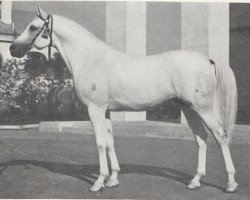 stallion Negatiw 1945 ox (Arabian thoroughbred, 1945, from Naseem 1922 ox)