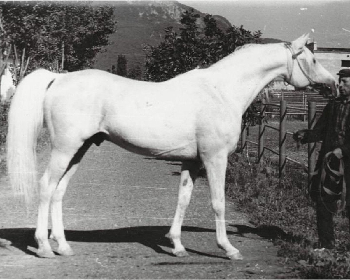 stallion Suvenir 1957 ox (Arabian purebred, 1957, from Negatiw 1945 ox)