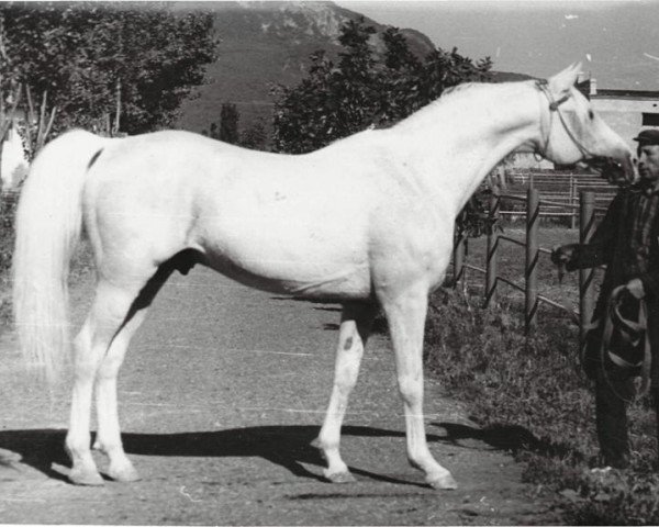 stallion Suvenir 1957 ox (Arabian thoroughbred, 1957, from Negatiw 1945 ox)