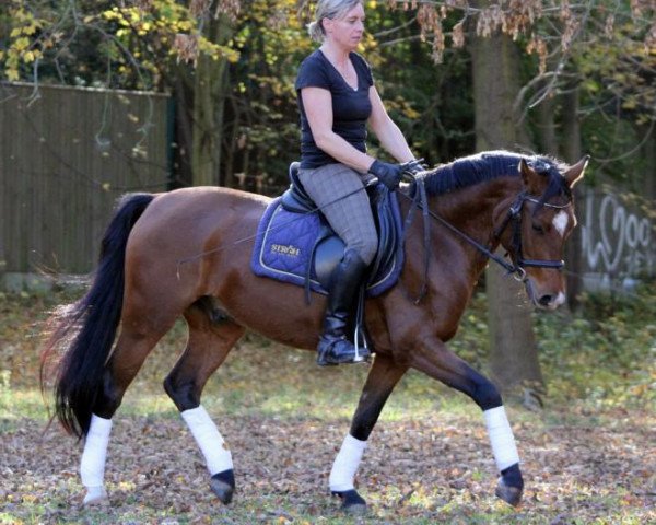dressage horse Promise Charly Brown (German Riding Pony, 2009, from FS Champion de Luxe)