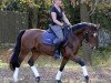 dressage horse Promise Charly Brown (German Riding Pony, 2009, from FS Champion de Luxe)