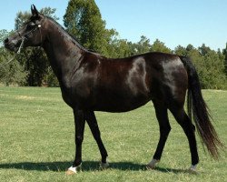 broodmare NSA Ameera ox (Arabian thoroughbred, 2001, from NV Congo ox)