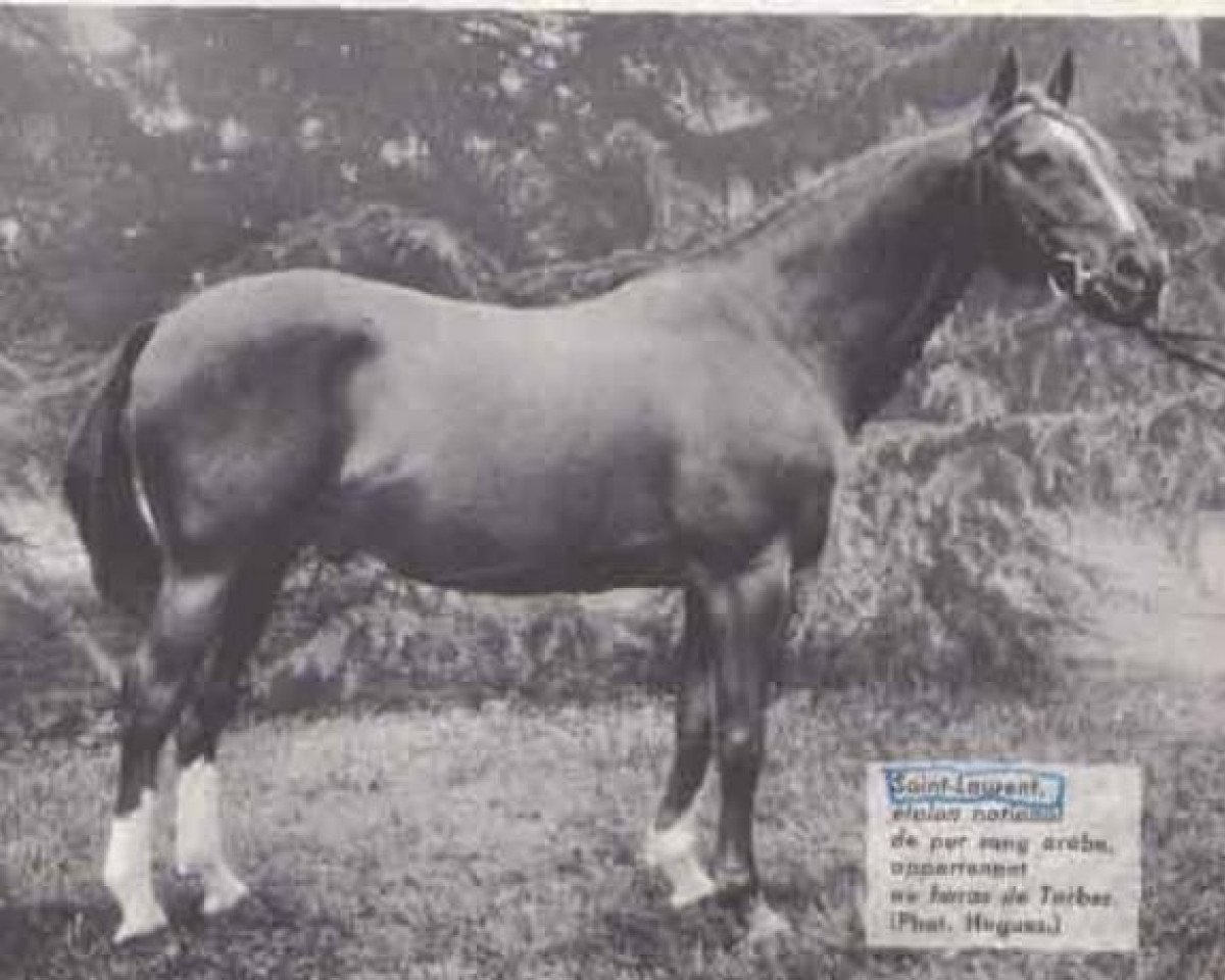 stallion Saint Laurent 1948 ox (Arabian purebred, 1948, from Baroud II 1927 ox)